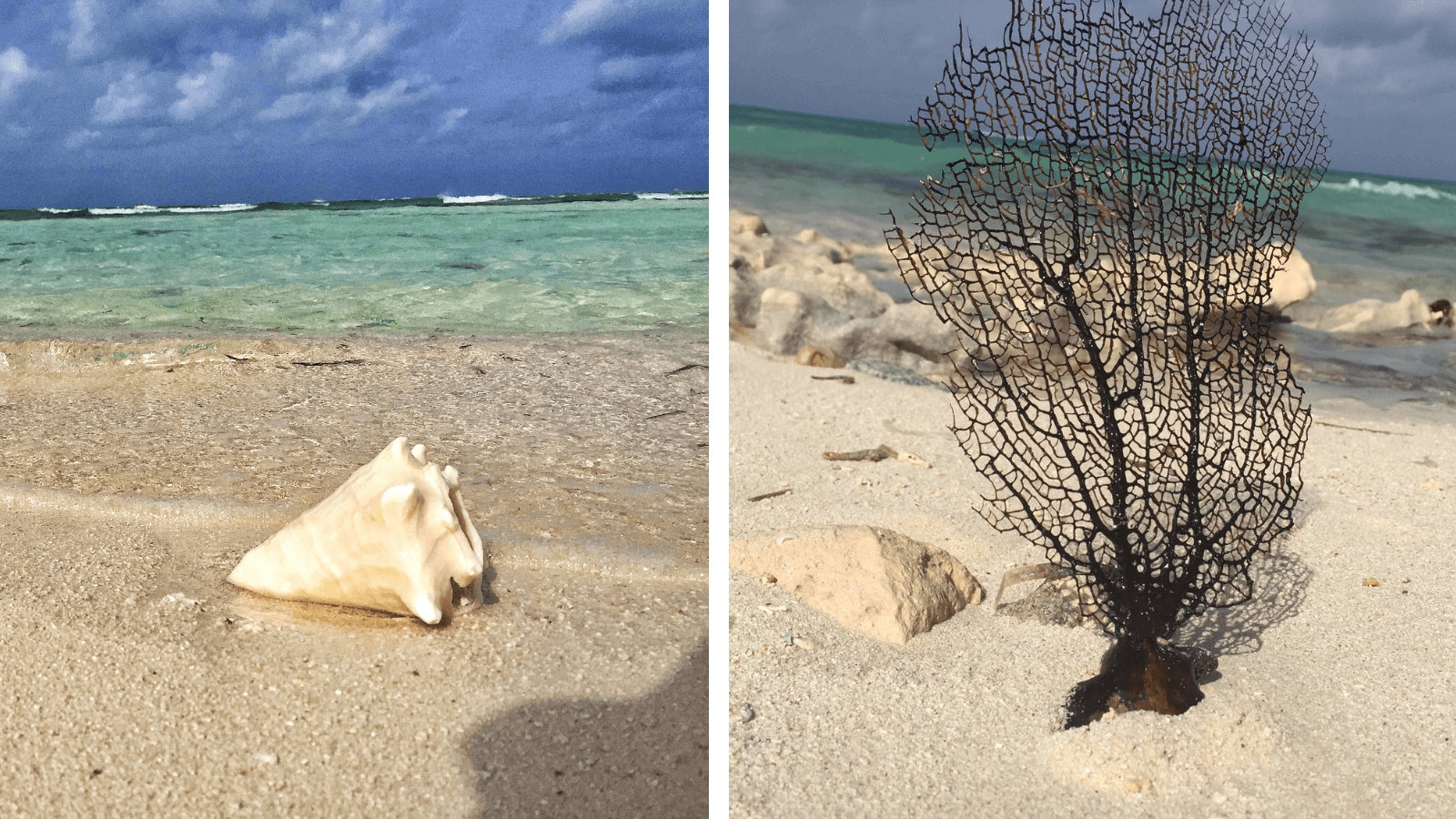 Grand-Turk-Sea-Fan